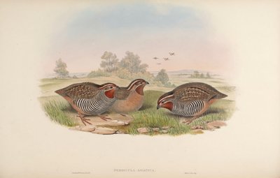 Perdicula asiatica by John Gould